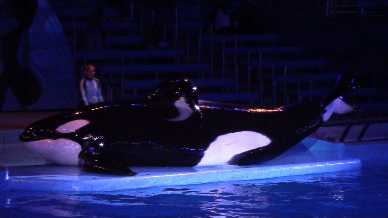 Shamu christmas miracles 2025