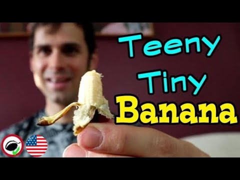 The SMALLEST BANANA with the LONGEST BUNCHES! (Thousand Finger Banana) - Weird Fruit Explorer