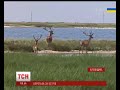 Острів Бірючий, який розташований у Азовському морі, знову відкритий для туристів