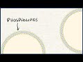 Understanding Amphipathic Molecules and Phospholipids