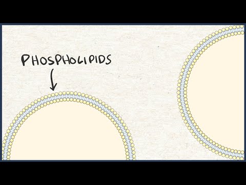 Amphipathic molecules: definition and examples - Biology tutorial