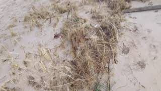 P.J. Hoffmaster State Park Dec 2019 Part 10