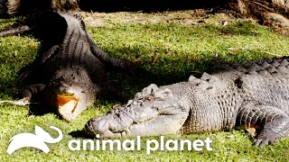 Love Is In The Air For Crocodiles Acco & Cassie | The Crocodile Hunter | Animal Planet by Animal Planet 8,640 views 12 days ago 10 minutes, 1 second