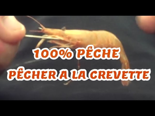 Pêche à la crevette : conseils et techniques d'eschage 