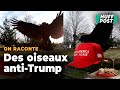 Cet Américain Entraîne Des Corneilles à Voler Les Casquettes Des Partisans De Donald Trump