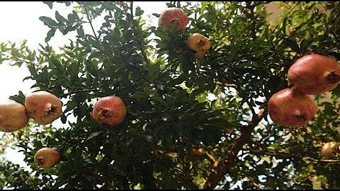 秦始皇陵里到底有多少水银？专家：看陵墓旁的石榴树，你就明白了 - 天天要闻