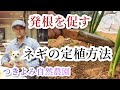 【自然農】ネギの定植方法〜発根を促し活着を良くする技〜【つきよみ自然農園】厚木市愛名畑Natural Farming Leek