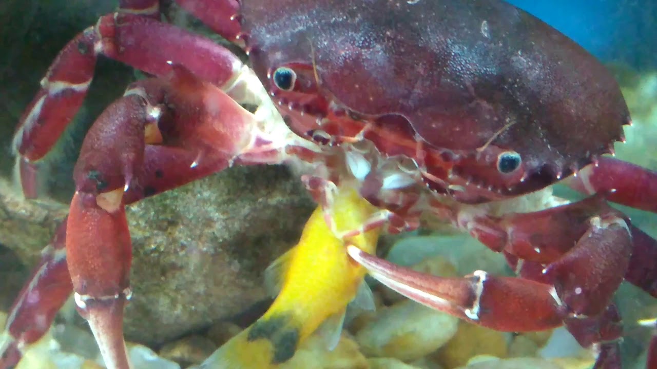 Caranguejodeaguadoce (Dilocarcinus pagei) YouTube Caranguejodeaguadoce (Dilocarcinus pagei) YouTube