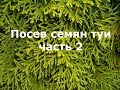 Посев семян туи. Часть 2