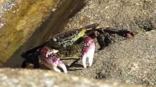 crab on rocks