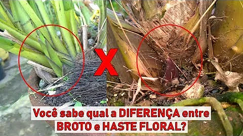 Como é a haste da Cymbidium?