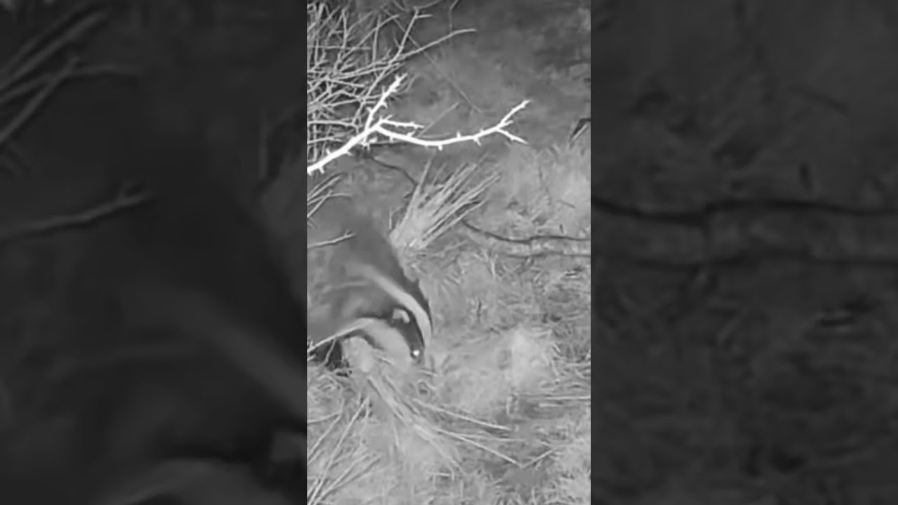 A Badger gathering bedding material.  