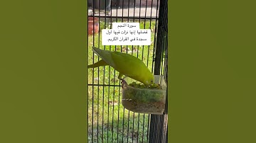 #سورة_النجم #قرآن فضل السورة في مربع التعليقات #اكسبلور #طيور #البادجي #quran #birds #budgies #love