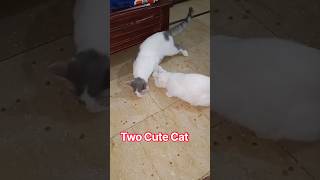 This Cat Is WAY Too Cute 😻❤️ You’ll Watch It Twice!