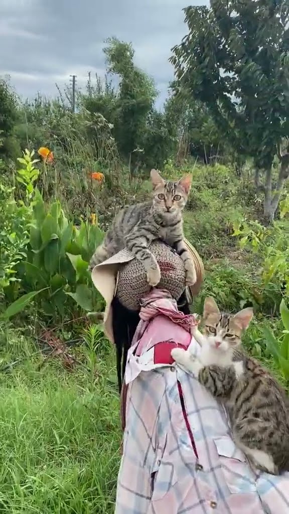 Life is better with a kitty