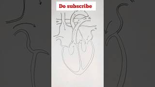 Human Heart diagram step by step | How to draw the human heart easily