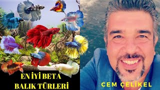 En Güzel Renkli Beta Balıkları Hangileridir?!! (En iyi Beta Balığı Türü ve Betta Balığı Çeşitleri)