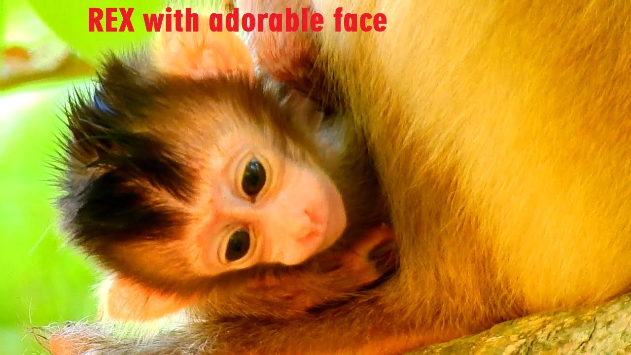 Wow Rex face become cute&cute day by day, Very adorable Hybrid monkey,Tourist Monkey 4528