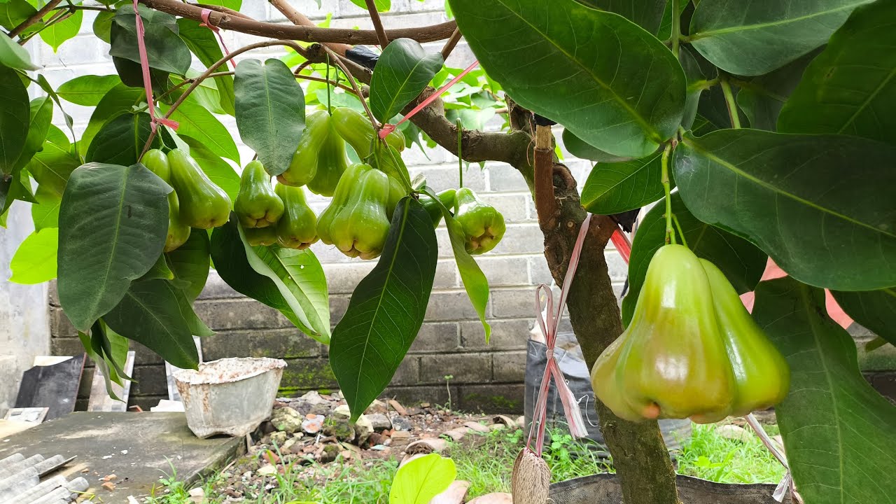 PANEN LAGI JAMBU VIRALLLLL‼️JAMBU AIR GREEN GIANT‼️#jambuair #tabulampot 