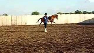 Ruby lunge canter