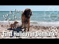 Mini Aussie Puppy & Leonberger on Tour - Dog Holiday in Denmark