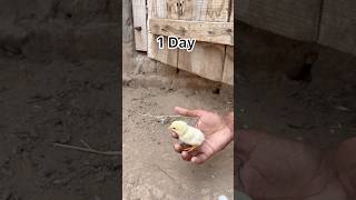 aseel chicks growth 1 day to 1 year #aseellovers #aseelmurga