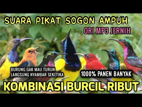 SUARA PIKAT SOGON LIAR AMPUH | SUARA PIKAT BURCIL | MP3 PIKAT SOGON 