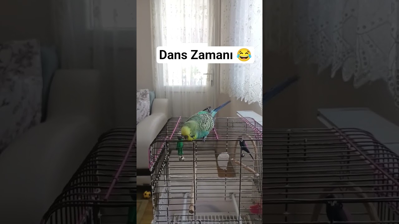 Muhabbet Kuşum Balım #budgies #talkingparot #parrot #birdsong #parakeet #lovebirds #muhabbetkuşu