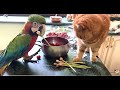 попугай и кот устроили в доме бардак )  Funny Parrots. parrot and the cat made a mess in the house)