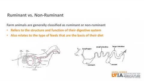 Sheep Skillathon Study Series: Ruminant Digestive System