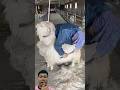 The process of shearing sheep by hand is more enjoyable than shearing them by machine. #farmlife