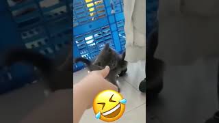 Don’t be scared #funny #funnyanimals #pets #funnypets #funnydogs