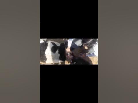 Animal rescue by animal ngo team - 844 | Animal ngo | cow 