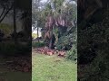 Stihl 362 chainsaw falls palm tree