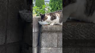 雨の日 家の前で出待ちしてた野良猫