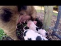 Stepladder Ranch 4K Baby Pigs