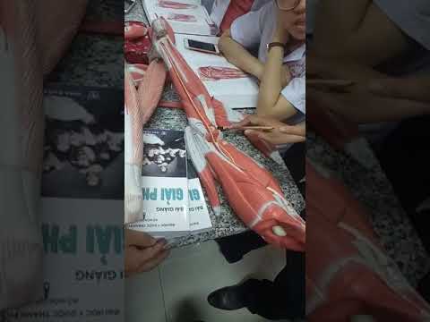 Video Giải phẫu vùng mông và đùi - thầy Võ Khánh Phương - youtube