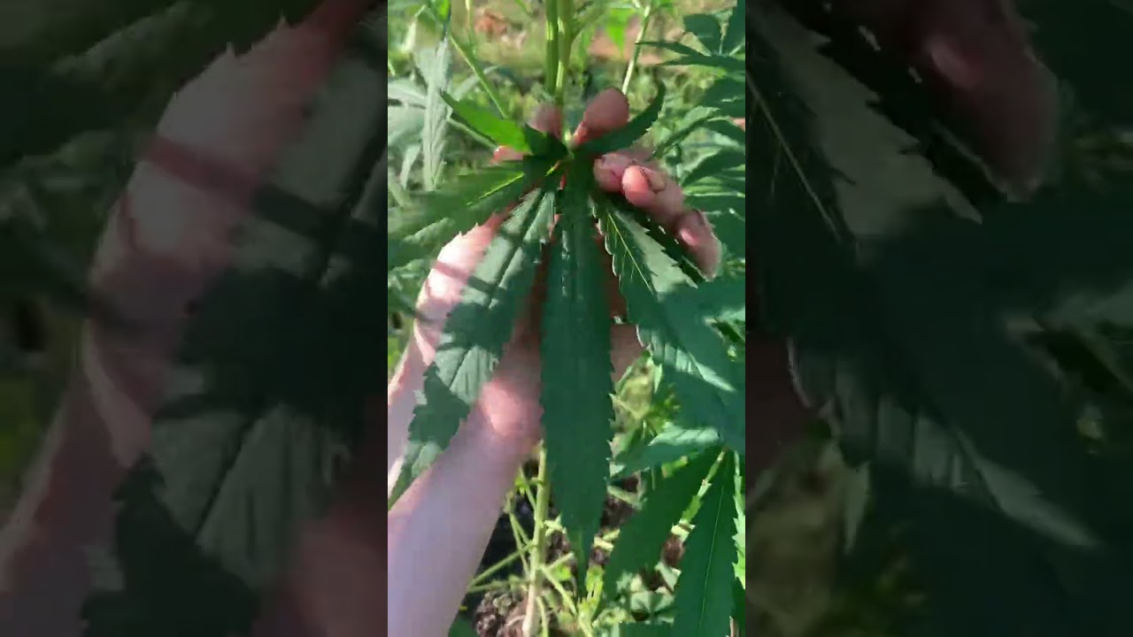 2025 outdoor cannabis grow new york state zone 5 b