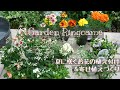 【ガーデニング】夏に咲くお花の植え付けと寄せ植えづくり🌼【寄せ植え】