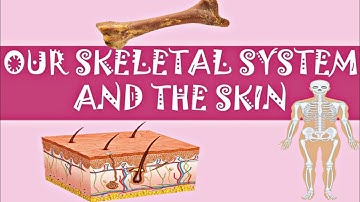 Our skeletal system and the skin | STD 6th | chapter 8 | SSC board @sciencekiduniya7207 📚
