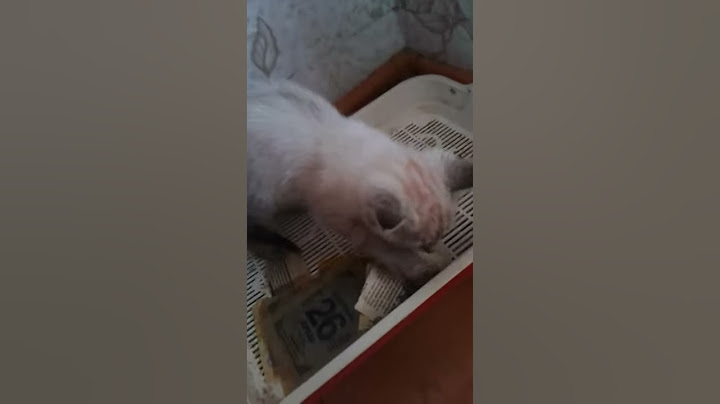 Учу котёнка писать на лоток , а не в мамину туфлю!