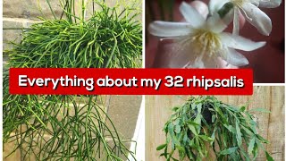 Everything about my 32 rhipsalis | Care & Collection tour 2022 | Epiphytic cactipart 1 | Cacti p. 2