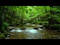 Calming Forest Ambience - River Flowing Birds Chirping in Hidden Forest Ambience for Rest, Medicine