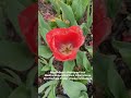 #MyrtleBeach #MyHappyPlace #GolfcartRides #Tulips #CherryGrove #Cannons #Shadow #ForYouPage