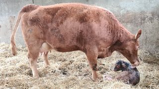 Calving Has Started!