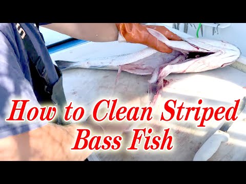 How to Clean Striped Bass Fish - Clean and Steak Striped Bass Fish