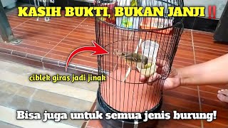 Pusinggg..punya ciblek giras kayak jet tempur⁉️ Begini cara mudah menjinakannya