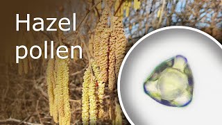 Hazel Pollen Under a Microscope (100x-1000x)