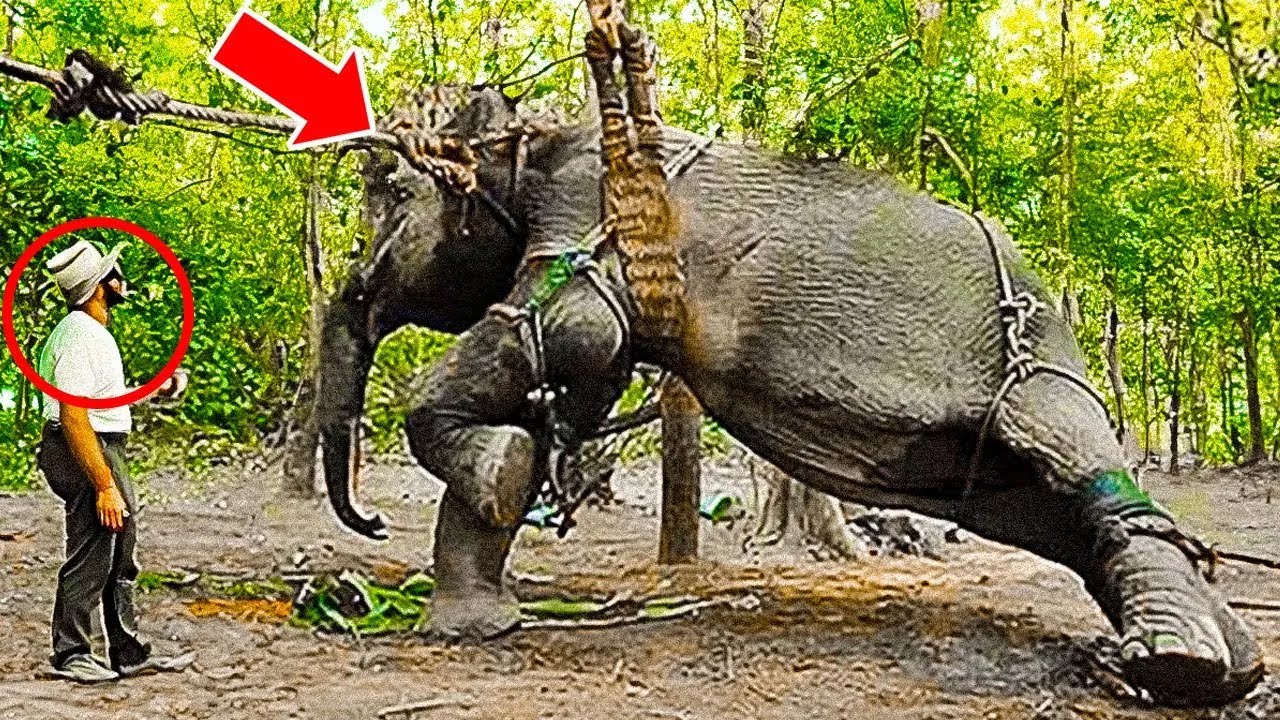 This Elephant Spent 50 Years in Chains – What He Did When Freed Left ...