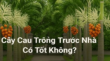 CÂY CAU TRỒNG TRƯỚC NHÀ CÓ TỐT KHÔNG?